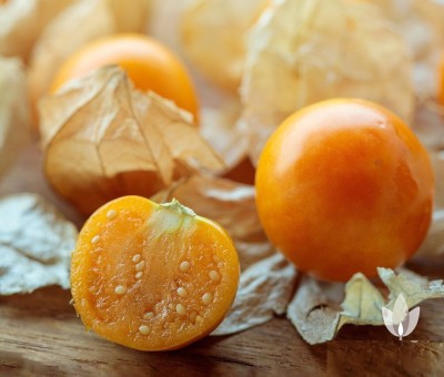 CEZIUS Golden berry medicinal tree plant Cherry Husk - Cape Gooseberry Seed(40 per packet)