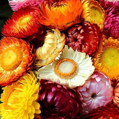 ACMS HELICHRYSUM Mixed Colour Fnlower Seeds Hybrid F1 Seeds All Seaso Seed(60 per packet)