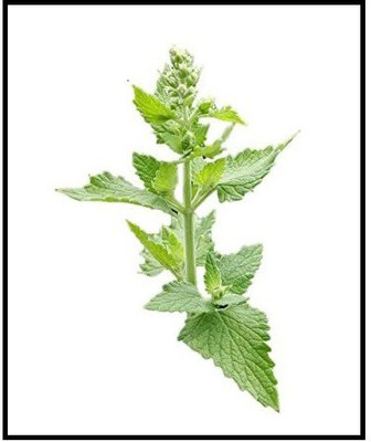 CYBEXIS TLX-58 - Cat Mint Catnip - (1500 Seeds) Seed(1500 per packet)