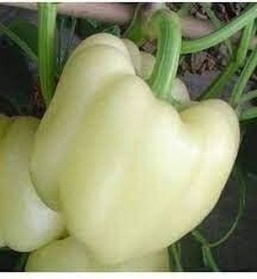 Aywal White Color Shimla Mirch/Capsicum/Bell Pepper Seed(400 per packet)