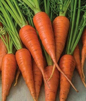 Vinayak Pesticides Carrot Orange Vegetables seeds organic seeds & gardening pack of 1 in 50-100 Seed(1 per packet)