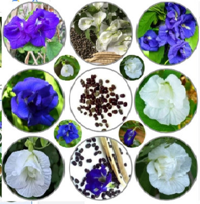 Greenfall Multi-Color Flower Seeds, Clitoria Ternatea (22 Per Packet) Seed(20 per packet)