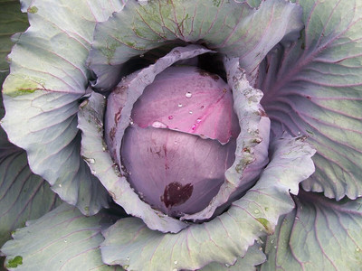 WILLVINE NKR -XIII Red Acre Cabbage - Brassica oleracea [50g] Seed(15000 per packet)