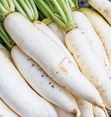 KNESSiN White Radish - Long Mooli Hybrid Vegetable Seeds Seed(300 per packet)