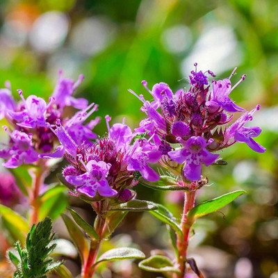 Qualtivate HXL-7AT Mix Creeping Thyme Seeds Seed(50 per packet)