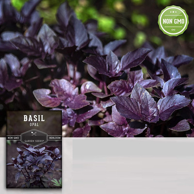 WILLVINE LX-100 Dark Opal Purple Basil Seeds Seed(2000 per packet)