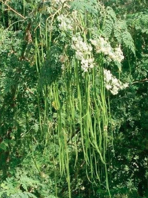 ROSEMERC moringa seeds/ Drumstic/ Munaga Seed(20 per packet)