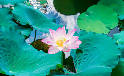Around Creation lotus,kamal gatta Seed(14 per packet)