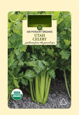 CYBEXIS PUAS-60 - Tall Utah 52/70 Celery - (2250 Seeds) Seed(2250 per packet)