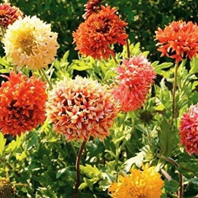 Mozette Gallardia Flower Seed(37 per packet)