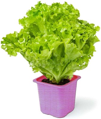 ENINE Lettuce Seed(100 per packet)