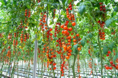 Farmonix tomato Seed(100 per packet)