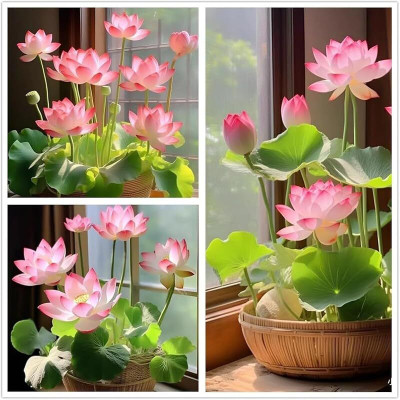 LPR LOTUS,KAMAL Seed(50 per packet)