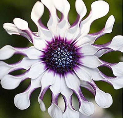 CYBEXIS African Daisy Seeds Seed(50 per packet)