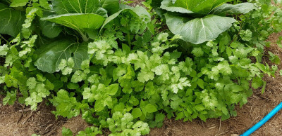 CEZIUS Easy to Grow Corriander cilantro vegetable tropical-b8R Seed(340 per packet)