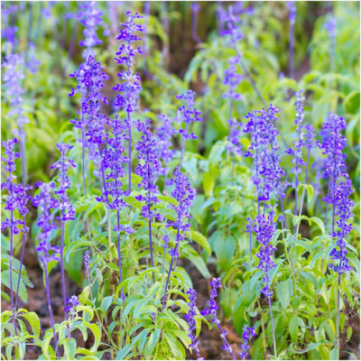 VibeX VXI-87 - Sapphire Blue Sage - (1350 Seeds) Seed(1350 per packet)