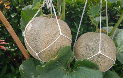 Aywal Muskmelon F1 Hybrid Golden Sun Seed(275 per packet)