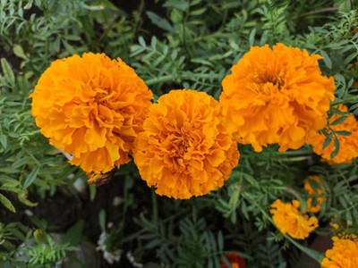 KDA marigold/gende ka phool flower seeds Seed(75 per packet)