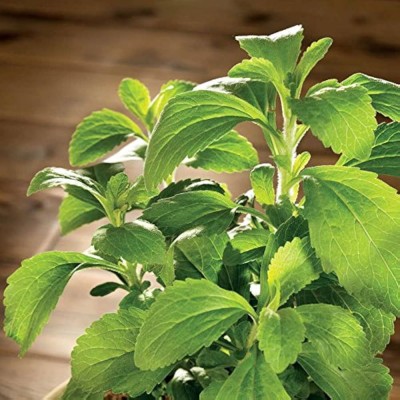 BJUBAS harbal stevia plant seeds pack of 28 Seed(28 per packet)