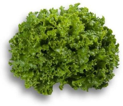 Aywal Round Lettuce Iceberg Vegetable Seed(275 per packet)