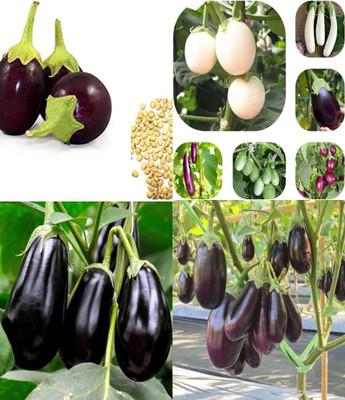 ibains brinjal seeds hybrid beez 39 Seed(69 per packet)