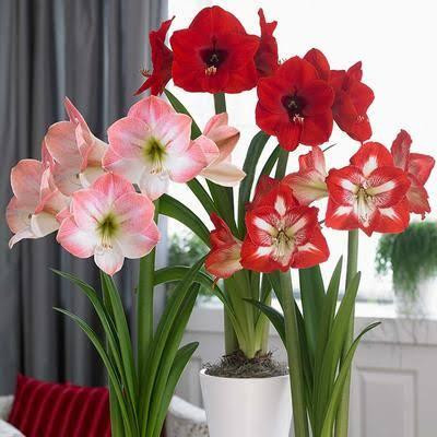 Audbhidhi Amaryllis lily Double Flower Bulb Seed(10 per packet)