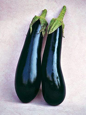 Biosnyg Fresh BLACK LONG EGGPLANT BRINJAL ( Seeds) Seed(1000 per packet)