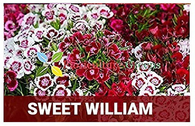 CYBEXIS Sweet William400 Seeds Seed(400 per packet)