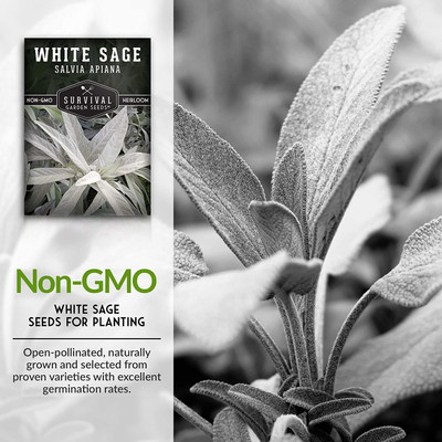 CYBEXIS PAU-11 - White Sage - (150 Seeds) Seed(150 per packet)