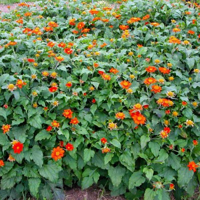 XOLDA Tithonia Seed(20 per packet)