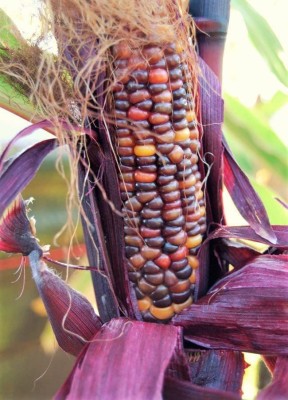 VibeX ® RXI-167 Purple-Red Rainbow Corn Multicolor Seed(500 per packet)