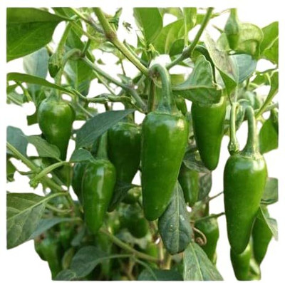 LPR Chilli seeds Seed(200 per packet)