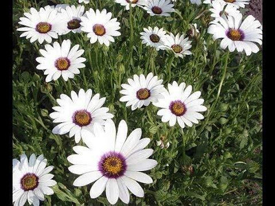 Lorvox F1 Hybrid Good Germination (Dimorphotheca) Seed(30 per packet)