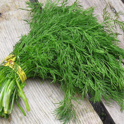 CYBEXIS LXI-39 - Dill Long Island Mammoth - (750 Seeds) Seed(750 per packet)