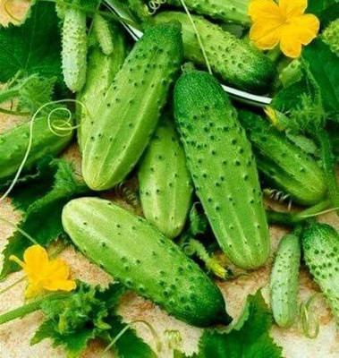 CYBEXIS Seeds of F1 Cucumber (Cucumis Sativus)2000 Seeds Seed(2000 per packet)