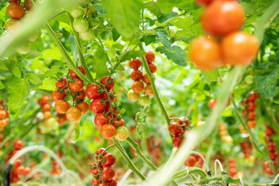 SAKRISH tomato Seed(115 per packet)
