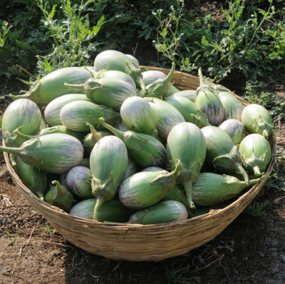 N.G.M. AGROCARE BNB 421 F1 Hybrid Brinjal Seed(70 per packet)