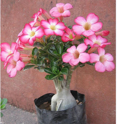 CRGO ADENIUM Seed(15 per packet)