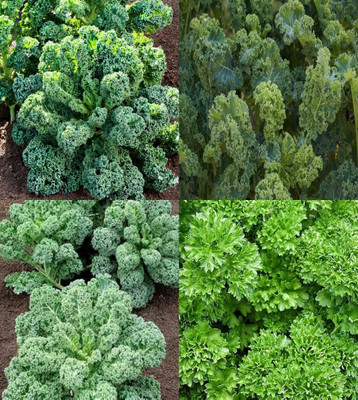 ibains Kale seeds for home garden bij 16 Seed(16 per packet)