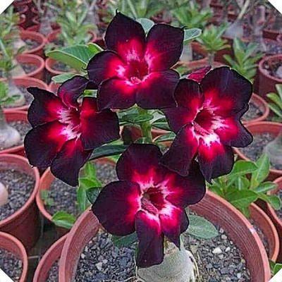 Qualtivate TLX-555 Adenium Obesum Seeds Seed(30 per packet)