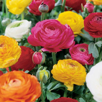 Epazo Ranunculus Flower Bulbs Mix Colour Seed(3 per packet)