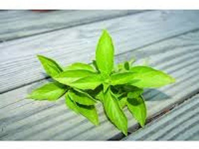 VibeX ® VMR-16 Sweet Dani Lemon Basil Seed Seed(1000 per packet)