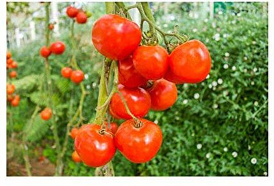 LPR TOMATOO,TAMATARR Seed(40 per packet)