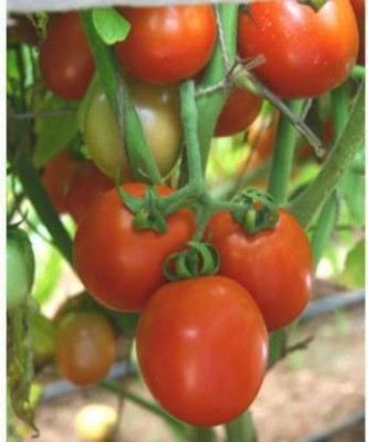 Aro Tomato S22, Tamatar Seed(180 per packet)