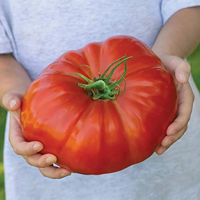Quentova Large Beefsteak Tomato 1gm Seeds Seed(400 per packet)
