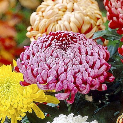 Liance Chrysanthemum Bloom collection (Incurve Petals) Seed(100 per packet)