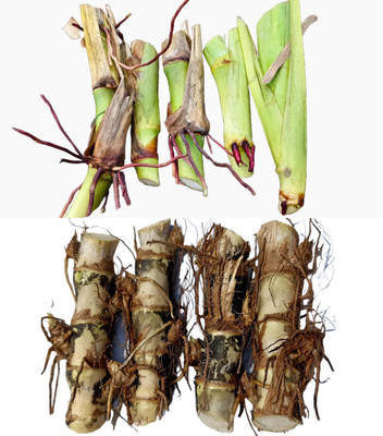 N.G.M. AGROCARE American Guatemala/5G Napier & Dwarf Napier Each 10 Total 20 Grass Stick Seed(20 per packet)