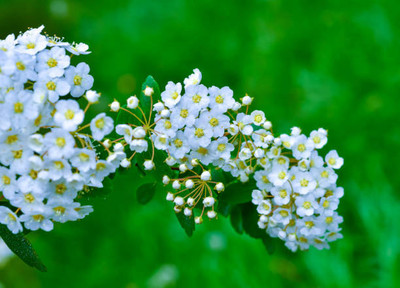Plantzone gypsophila flower Seed(25 per packet)
