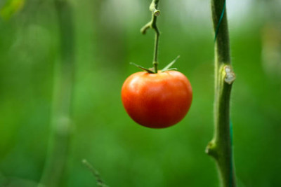 GREENIFY tomato Seed(105 per packet)