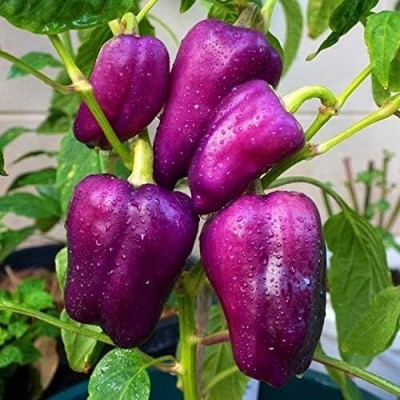 Qualtivate HYB-2A Purple Beauty Capsicum Sweet Bell Pepper Seeds Seed(100 per packet)